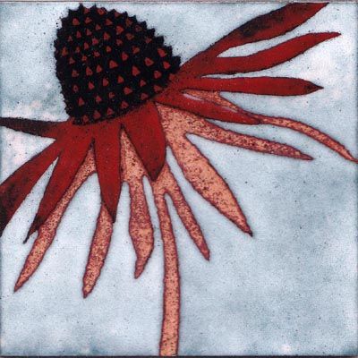 Echinacea (B03)