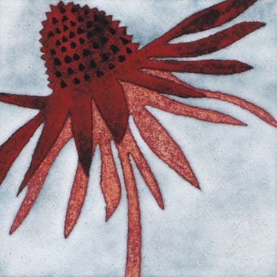 Echinacea (B30)