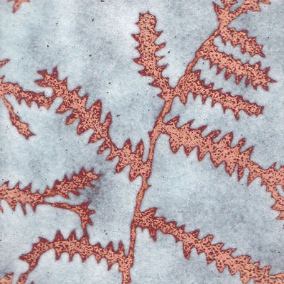 Ferns (C10)