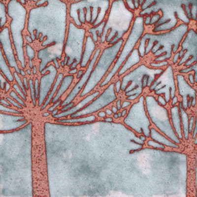 Cow Parsley (C121)
