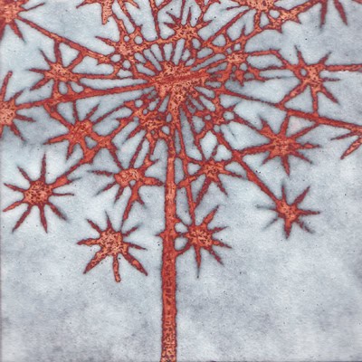 Seedhead (C31)