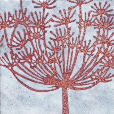 Cow Parsley (C63)