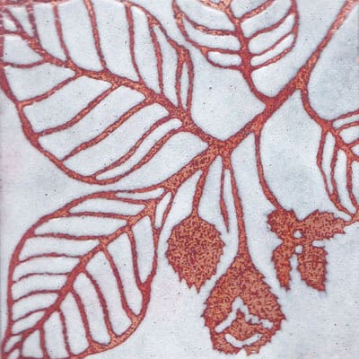 Beech (C66)