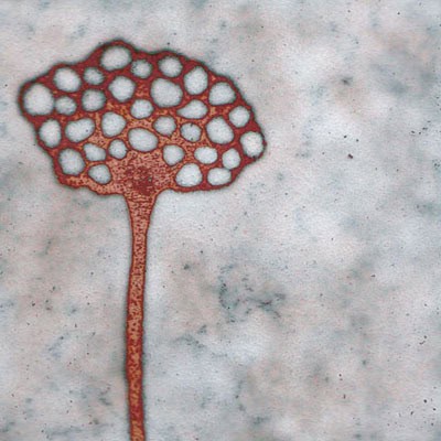 Seedhead (C97)