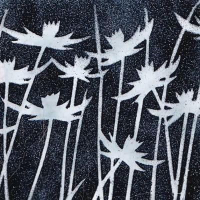 Daisies (M100)