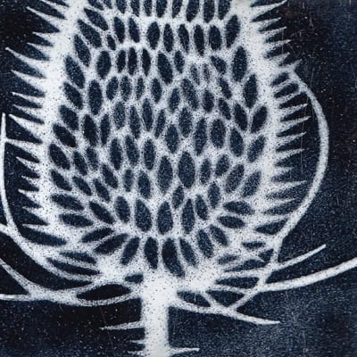 Teasel (M25)